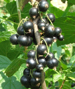 RIBES NERO FRUTTO