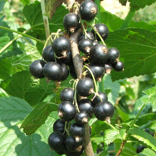 RIBES NERO FRUTTO