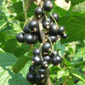 Pianta di Ribes Nero Ribes nigrum L. utilizzata per estratto idroenzimatico Adamah