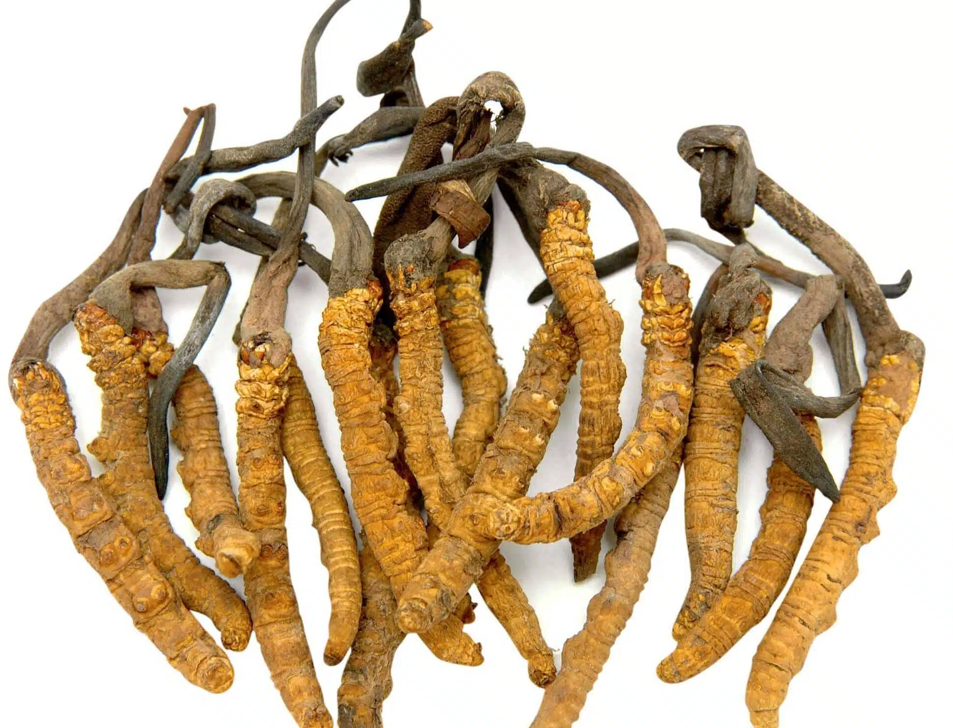 Cordyceps benefici Cordyceps benefici