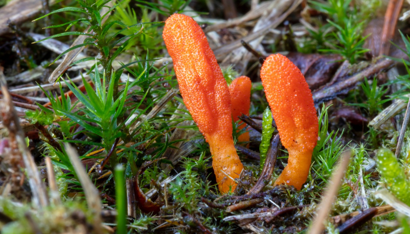 Cordyceps nel suo ambiente naturale montano