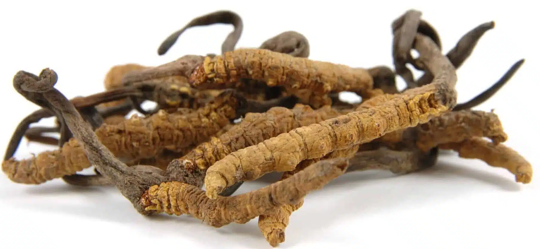 cordyceps come assumerlo cordyceps come assumerlo