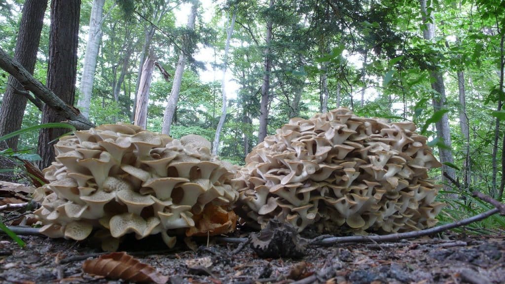 Polyporus umbellatus