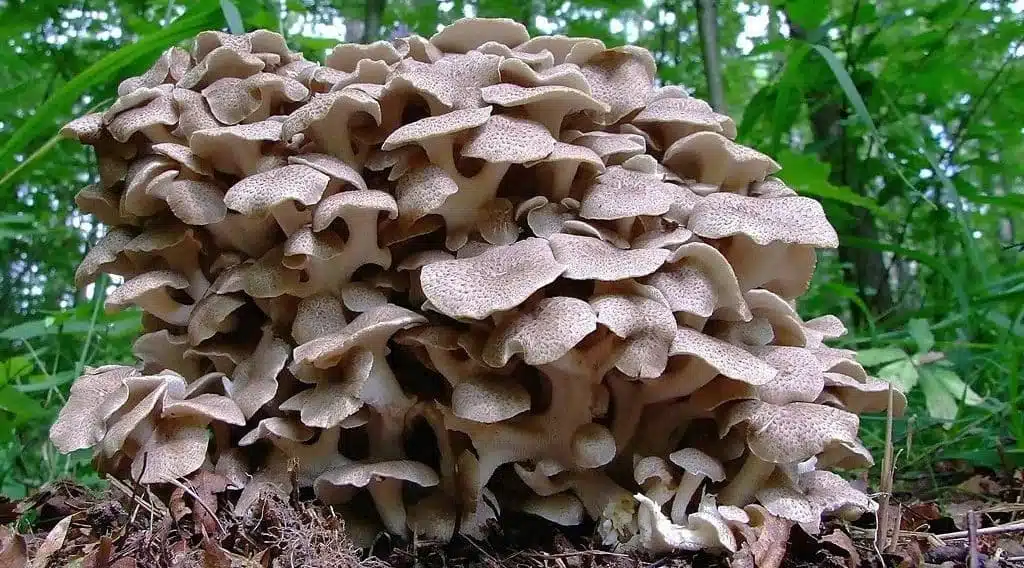 Polyporus umbellatus