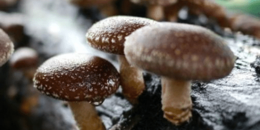 Quali sono i benefici del fungo shiitake?