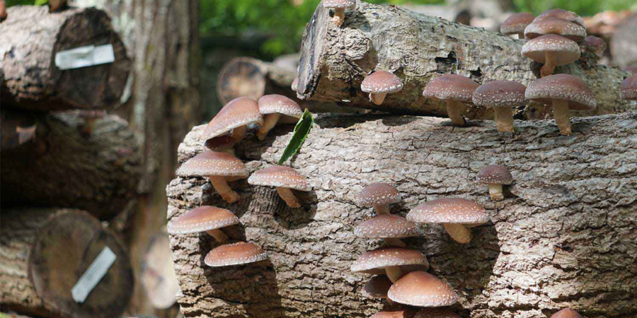 Quali sono i benefici del fungo shiitake?