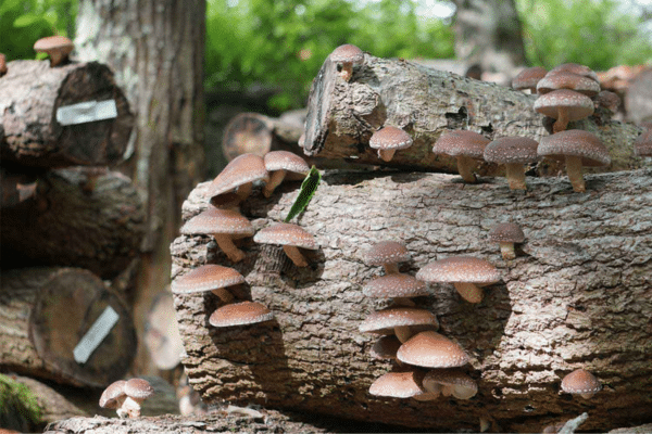 fungo shiitake