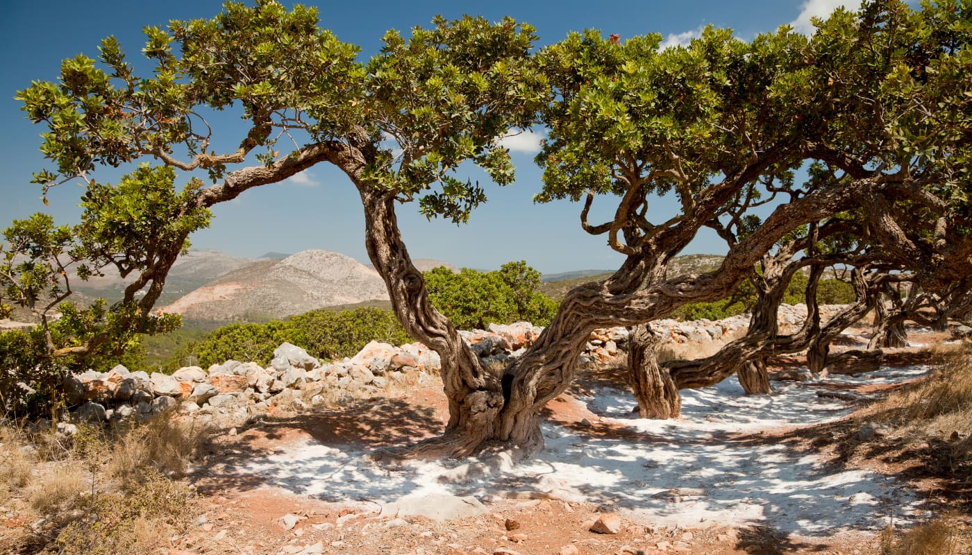 Albero produttore mastice di chios