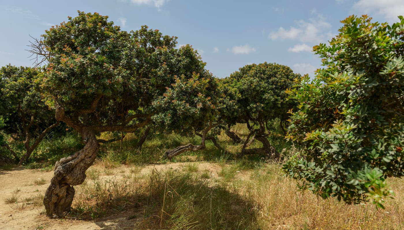Albero mastice di chios
