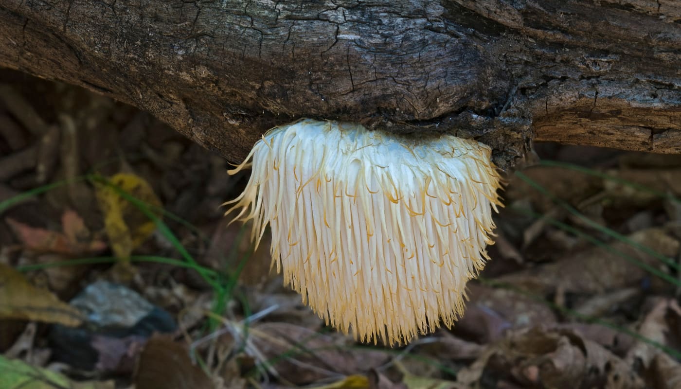 Hericium erinaceus o Lion’s Mane che cresce su un tronco